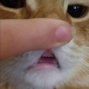 Meet your Posher, Kaylee